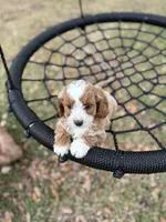 Blondie (pink), a female Cavapoo for sale in Jacksonville, FL – Photo 4 of 6