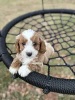 Blondie (pink), a female Cavapoo for sale in Jacksonville, FL – Photo 2 of 6