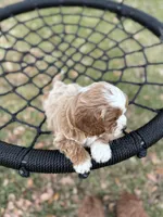 Blondie (pink), a female Cavapoo for sale in Jacksonville, FL – Photo 3 of 6