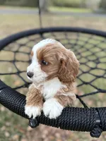 Blondie (pink), a female Cavapoo for sale in Jacksonville, FL – Photo 1 of 6