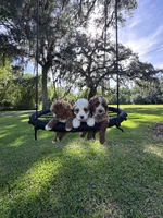 Red, a male Cavapoo and Poodle - Miniature  for sale in Jacksonville, FL – 5 of 5