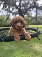 Bear, a male Cavapoo and Poodle - Miniature  for sale in Jacksonville, FL – 10 of 10