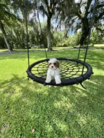 Tinkerbell, a female Cavapoo and Poodle - Toy  for sale in Jacksonville, FL – 7 of 7
