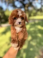 Little Bit, a male Cavapoo and Poodle - Miniature  for sale in Jacksonville, FL – 2 of 3