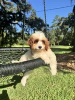 Daisy, a female Cavapoo and Poodle - Miniature  for sale in Jacksonville, FL – 3 of 3