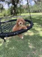 Daisy, a female Poodle - Miniature  and Miniature Goldendoodle for sale in Jacksonville, FL – Photo 1 of 3