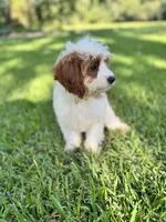 Daisy, a female Cavapoo and Poodle - Miniature  for sale in Jacksonville, FL – 2 of 3