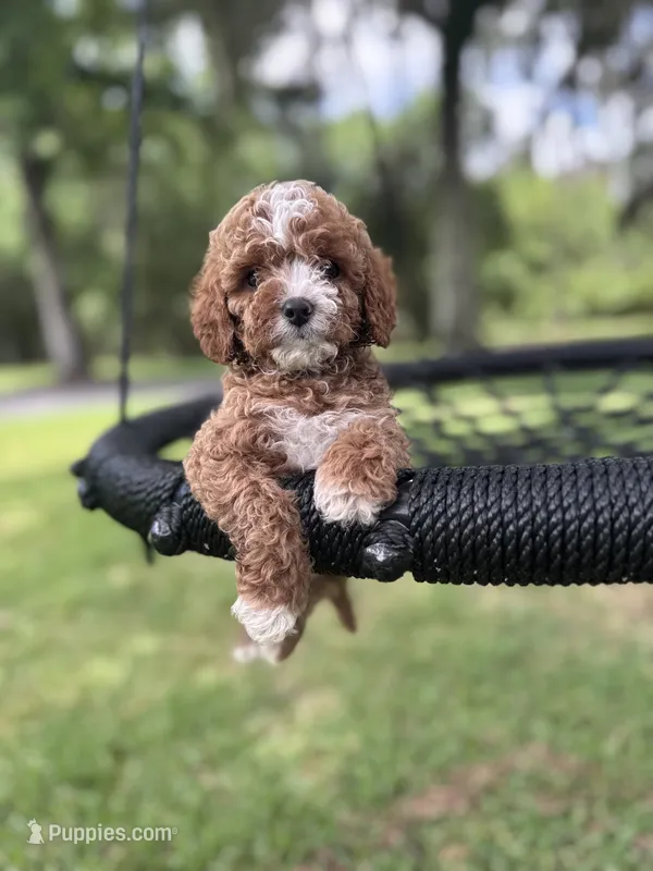 Blue boy – Cavapoo, Poodle - Miniature  puppy for sale in Jacksonville, FL