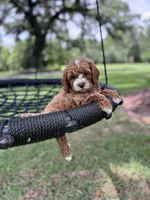 Red, a male Cavapoo for sale in Jacksonville, FL – 3 of 4