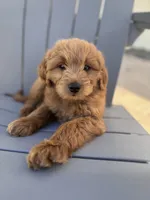 Blacky - f1b, a male Poodle - Miniature  and Miniature Goldendoodle for sale in Jacksonville, FL – Photo 3 of 6