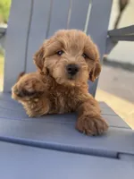 Blacky - f1b, a male Poodle - Miniature  and Miniature Goldendoodle for sale in Jacksonville, FL – Photo 2 of 6