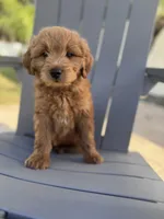 Blacky - f1b, a male Poodle - Miniature  and Miniature Goldendoodle for sale in Jacksonville, FL – Photo 1 of 6