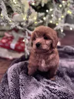 Blacky - f1b, a male Poodle - Miniature  and Miniature Goldendoodle for sale in Jacksonville, FL – Photo 6 of 6