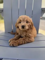 Blacky - f1b, a male Poodle - Miniature  and Miniature Goldendoodle for sale in Jacksonville, FL – Photo 4 of 6