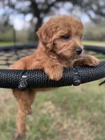 Blacky - f1b, a male Poodle - Miniature  and Miniature Goldendoodle for sale in Jacksonville, FL – Photo 5 of 6