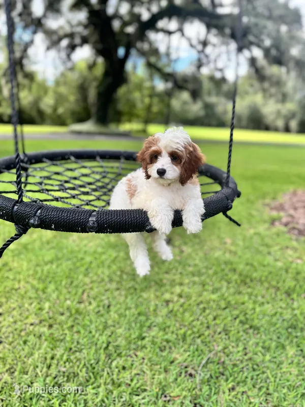 Daisy – Cavapoo, Poodle - Miniature  puppy for sale in Jacksonville, FL