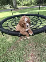 Blue boy, a male Cavapoo and Poodle - Miniature  for sale in Jacksonville, FL – 4 of 5