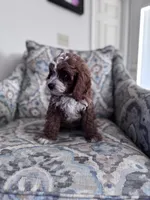 Grey, a male Cavapoo for sale in Jacksonville, FL – Photo 3 of 7