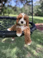 Grey, a male Cavapoo for sale in Jacksonville, FL – Photo 2 of 7