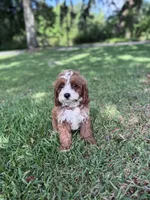 Grey, a male Cavapoo for sale in Jacksonville, FL – Photo 7 of 7