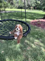 Grey, a male Cavapoo for sale in Jacksonville, FL – Photo 4 of 7