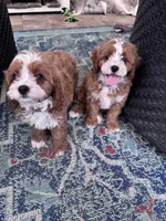 Grey, a male Cavapoo for sale in Jacksonville, FL – Photo 6 of 7