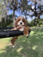 Grey, a male Cavapoo for sale in Jacksonville, FL – Photo 5 of 7