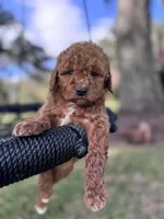 Tinker (pink), a female Poodle - Miniature  and Miniature Goldendoodle for sale in Jacksonville, FL – Photo 2 of 2