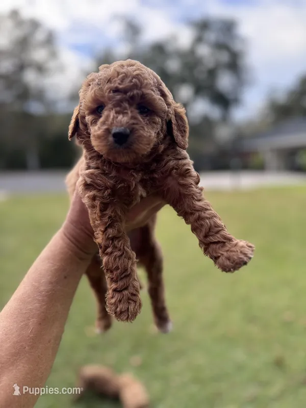 Tinker (pink), a female Poodle - Miniature  and Miniature Goldendoodle for sale in Jacksonville, FL – Photo 1 of 2