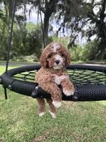 Blue boy, a male Cavapoo and Poodle - Miniature  for sale in Jacksonville, FL – 5 of 5