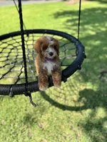 Violet, a female Cavapoo and Poodle - Miniature  for sale in Jacksonville, FL – 2 of 4