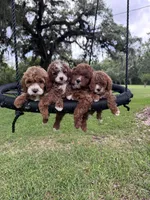 Reese, a female Cavapoo for sale in Jacksonville, FL – 4 of 5