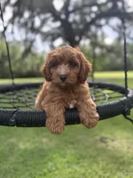 Bear, a male Cavapoo and Poodle - Miniature  for sale in Jacksonville, FL – 9 of 10