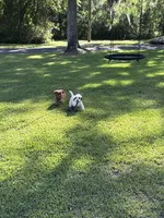 Spot, a male Cavapoo and Poodle - Miniature  for sale in Jacksonville, FL – 2 of 5