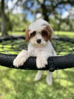 Tinkerbell, a female Cavapoo and Poodle - Toy  for sale in Jacksonville, FL – 6 of 7