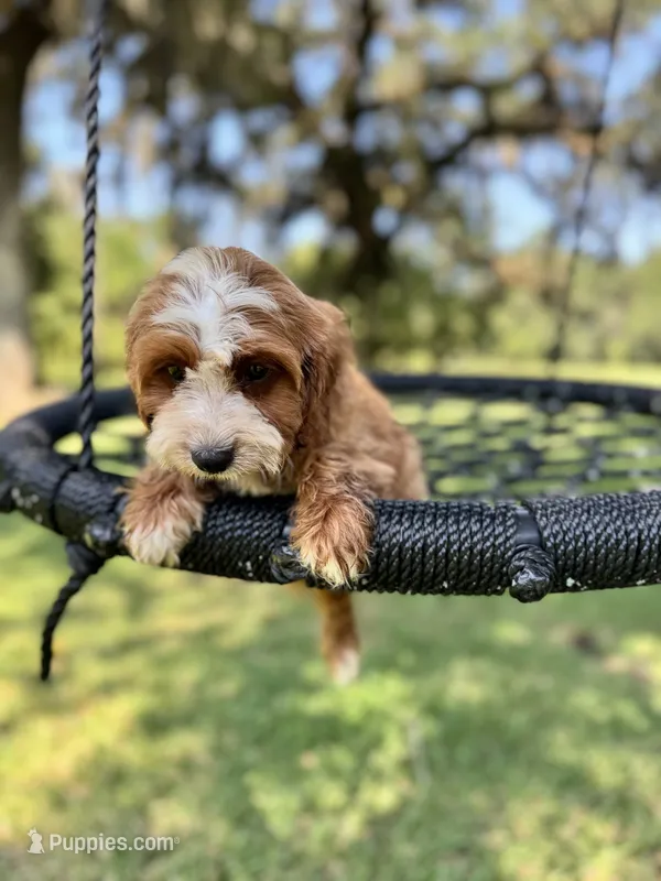 Blacky  – Cavapoo, Poodle - Miniature  puppy for sale in Jacksonville, FL