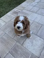 Buddy -F1B, a male Goldendoodle and Poodle - Miniature  for sale in Jacksonville, FL – Photo 6 of 6