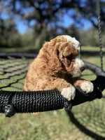 Buddy -F1B, a male Goldendoodle and Poodle - Miniature  for sale in Jacksonville, FL – Photo 4 of 6