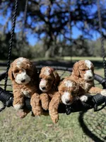 Buddy -F1B, a male Goldendoodle and Poodle - Miniature  for sale in Jacksonville, FL – Photo 3 of 6