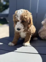 Buddy -F1B, a male Goldendoodle and Poodle - Miniature  for sale in Jacksonville, FL – Photo 5 of 6