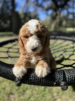 Buddy -F1B, a male Goldendoodle and Poodle - Miniature  for sale in Jacksonville, FL – Photo 2 of 6