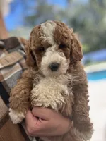 Buddy -F1B, a male Goldendoodle and Poodle - Miniature  for sale in Jacksonville, FL – Photo 1 of 6