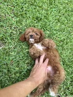 Brownie, a male Cavapoo and Poodle - Miniature  for sale in Jacksonville, FL – 4 of 5