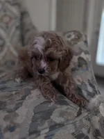 Peanut, a male Cavapoo for sale in Jacksonville, FL – Photo 3 of 4