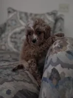 Peanut, a male Cavapoo for sale in Jacksonville, FL – Photo 2 of 4