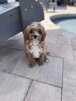 Peanut, a male Cavapoo for sale in Jacksonville, FL – Photo 1 of 4