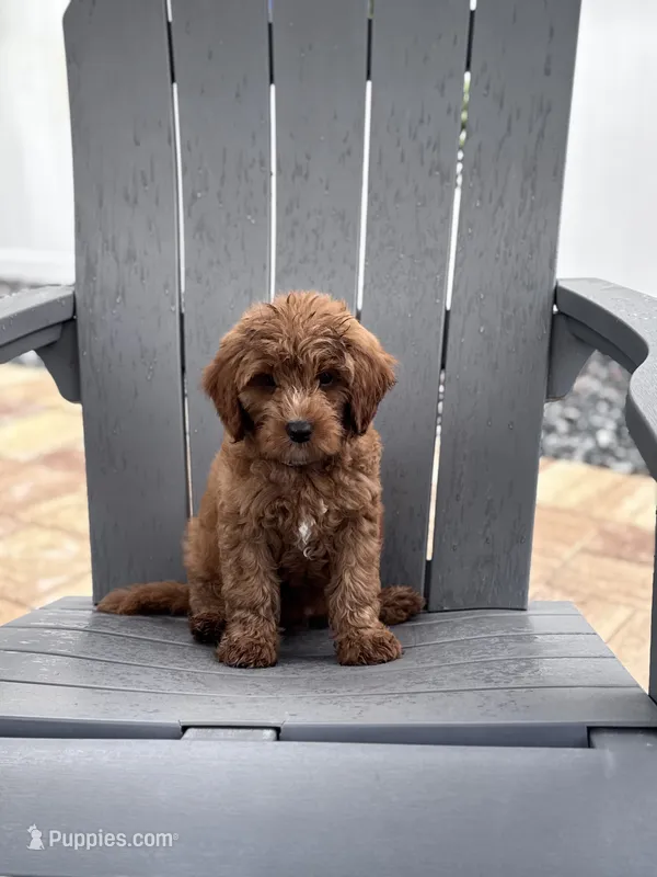 Bear – Cavapoo, Poodle - Miniature  puppy for sale in Jacksonville, FL