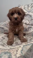 Bear, a male Cavapoo and Poodle - Miniature  for sale in Jacksonville, FL – 3 of 10