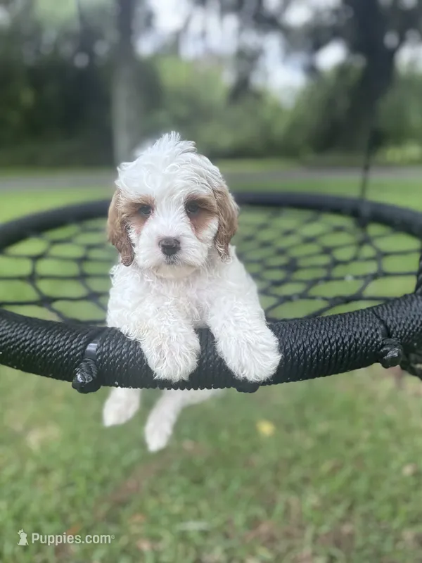 Spot – Cavapoo, Poodle - Miniature  puppy for sale in Jacksonville, FL