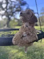 Gracie Pie, a female Poodle - Miniature  and Miniature Goldendoodle for sale in Jacksonville, FL – Photo 6 of 10